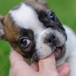 犬の甘噛みは放置しないで！甘噛みをする理由や上手に躾ける方法を紹介します