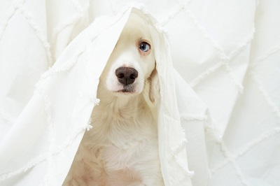 布に隠れる犬