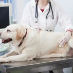 動物病院が苦手！愛犬の動物病院克服法ご紹介！