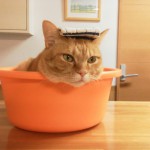 猫はシャンプーが嫌い！水やお風呂に慣れさせるための対処法