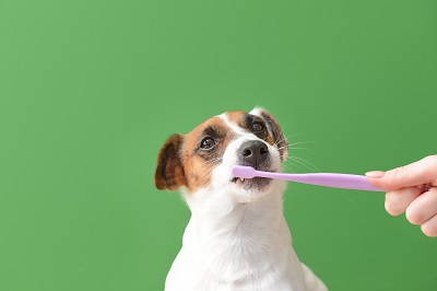 歯磨きをする犬