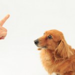 【体験談】「おすわり」「伏せ」「待て」犬への基本的な指示の教え方