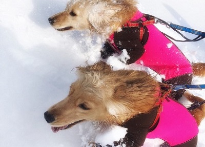 雪の中を駆け抜ける愛犬達