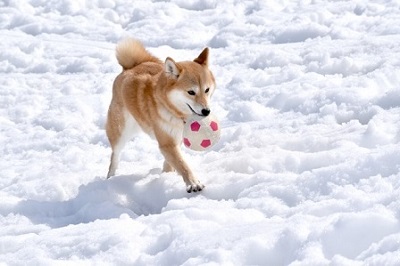 雪の中を走る柴犬