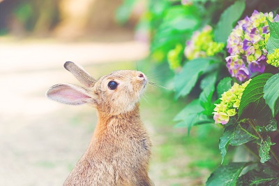 花を見ているウサギ
