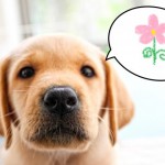 愛犬のために必ず知っておきたい！！意外に知られていない犬にとって危険なお花や植物