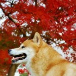愛犬と行きたい！関東のおすすめ紅葉スポット３選