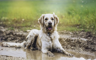 泥だらけの犬