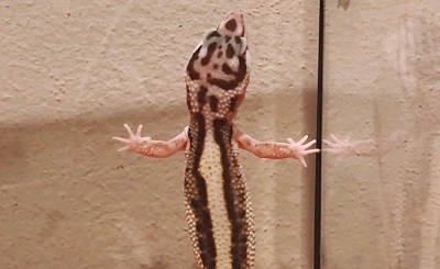 ヒョウモントカゲモドキ Leopard gecko