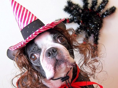 ハロウィンの仮装をした犬 A dog dressed up for Halloween