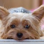 犬の分離不安とは？原因や症状、飼い主にできる対策について。