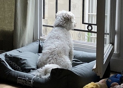 飼い主を家で待つ犬　 Dog waiting for owner at home