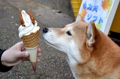 アイスクリームと犬