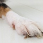 愛犬の爪を自宅で切る方法や慣れさせる方法、爪切りの種類