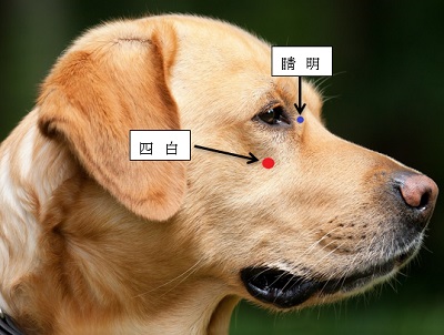 犬の目のツボ