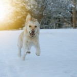 愛犬と雪遊びを満喫！愛犬用おすすめスノーウエア＆ブーツ＆レッグガードを紹介