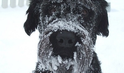 雪まみれの犬