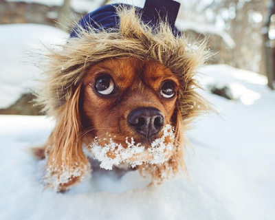 雪を食べる犬