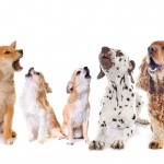 吠えやすい犬種と吠えにくい犬種のまとめ☆吠えやすい理由や豆知識も紹介します！