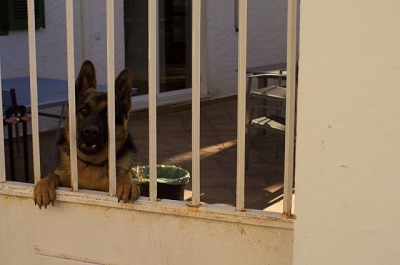 家の中から外を見る犬