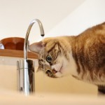 猫の尿路結石対策！水を飲まない猫に水をたくさん飲んでもらうには？