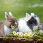 ウサギや小動物の主食の牧草「チモシー」の特徴と、喜んで食べてもらうための工夫