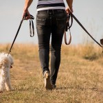 愛犬のお散歩はどのくらいが適正？犬種別に必要な散歩量やお散歩のポイント☆