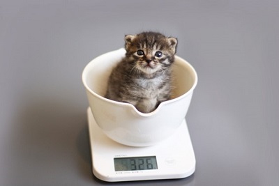 体重を測る猫