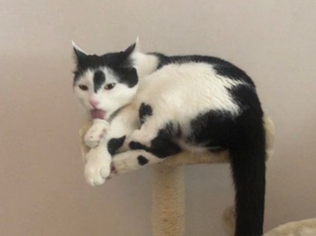 キャットタワーの猫