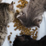 猫に1日何回ご飯あげてる？理想的な猫のご飯の回数は？