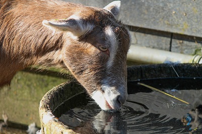 水を飲むヤギ