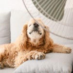 夏のお留守番犬の暑さ対策、どうすればいい？用意しておくと便利なクールアイテムは？