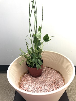 睡蓮鉢に寄せ植えを配置