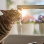 猫が飲みやすい！可愛くておしゃれなデザインの給水器5選☆