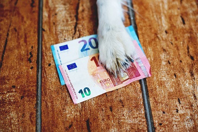 お金と犬の手
