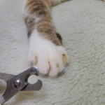 ウチの愛猫にはどんな爪切りが合う？爪切りのタイプ別おすすめ商品