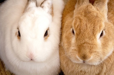 ぴったりと寄り添う二匹二羽のもふもふとした白と茶色のウサギ兎のクローズアップ写真