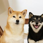 【画像あり】日本犬6種の特徴！それぞれの毛色や性格、その魅力を楽しく解説！