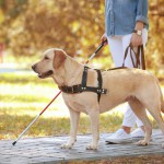 盲導犬に向いている犬種や、生まれてから引退まで盲導犬の一生について