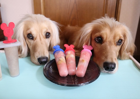 犬とアイスキャンデー