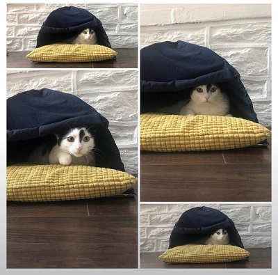 テント型ベッドに入る猫
