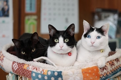 猫３兄弟