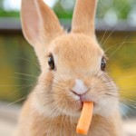ウサギがご飯を食べないことは命の危険に直結！４つの対策をご紹介