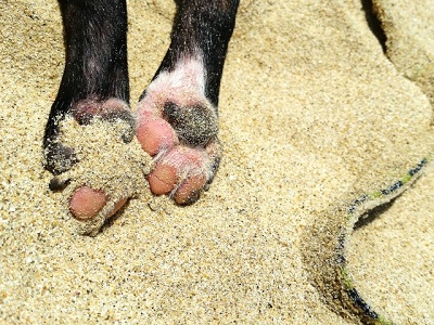 犬の足と砂