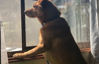 窓の外を眺める犬