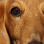犬の白内障の治療法は？予防法や進行を穏やかにする方法ってあるの？