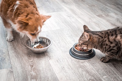 餌を食べる犬と猫