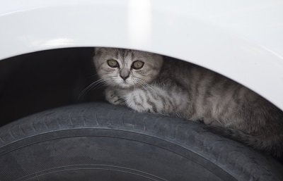 車のタイヤと猫