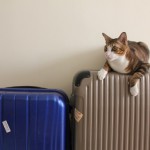 猫連れ沖縄旅行！猫を飛行機に乗せるための予約・手順・準備するものまとめ