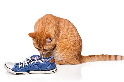 靴の匂いをかぐ猫